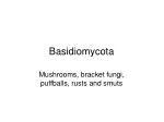 Basidiomycota - slide 1