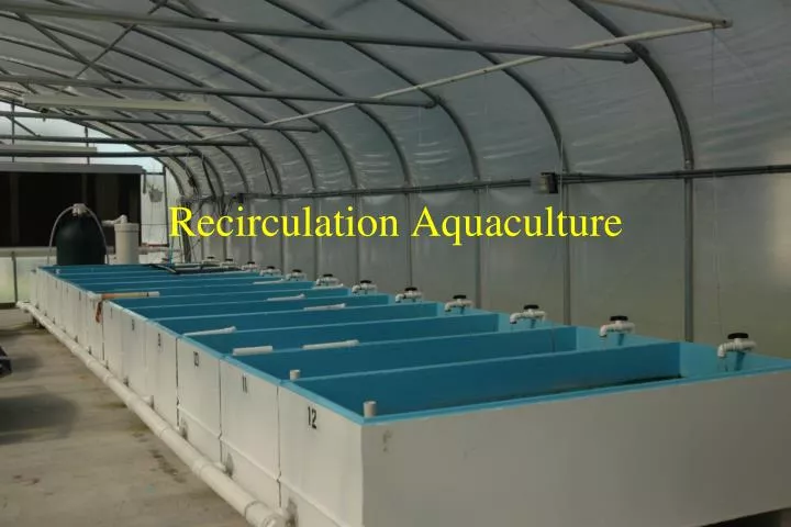 recirculation aquaculture