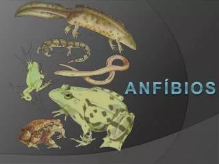 anf bios