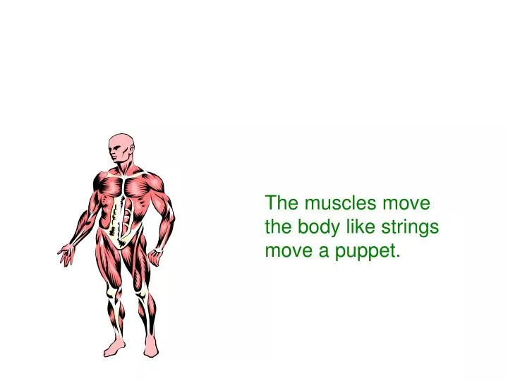 the muscles move the body like strings move a puppet