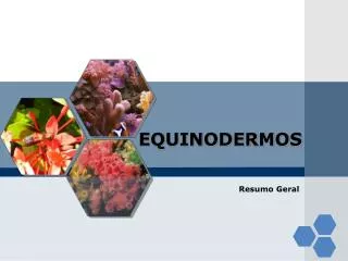equinodermos