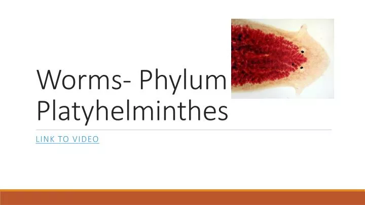 worms phylum platyhelminthes