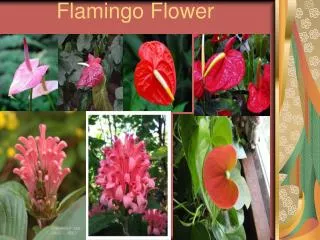 flamingo flower