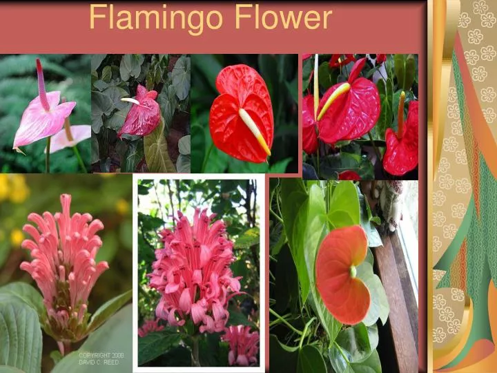 flamingo flower