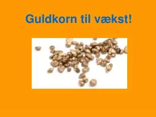 guldkorn til v kst