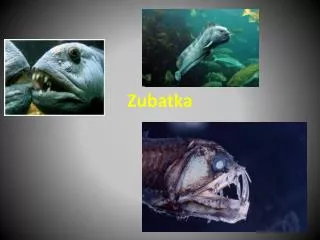zubatka