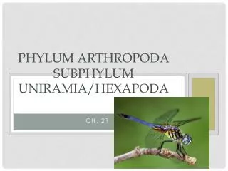 Phylum arthropoda Subphylum uniramia / Hexapoda