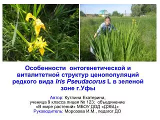 iris pseudacorus l
