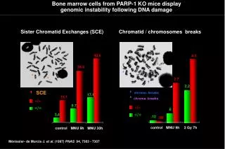 Bone marrow cells from PARP-1 KO mice display genomic instability following DNA damage