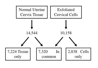 Normal Uterine Cervix Tissue