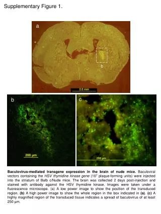 Supplementary Figure 1.