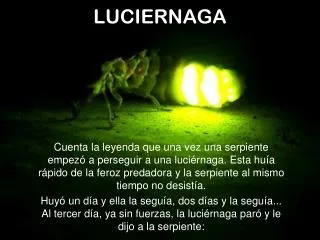 luciernaga