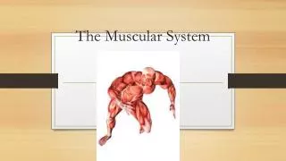 the muscular system