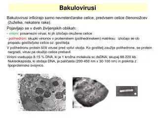 Bakulovirusi