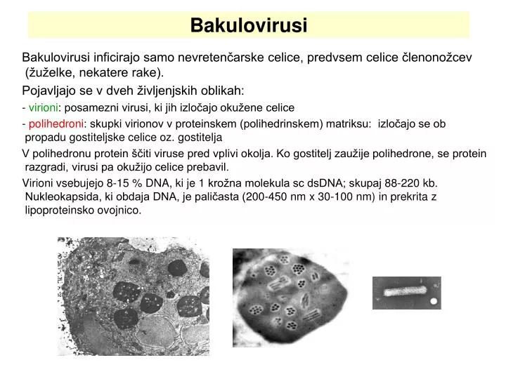 bakulovirusi