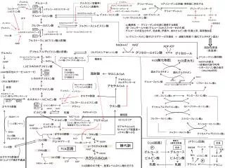 biochemistry map1