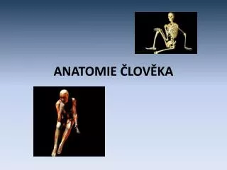 anatomie lov ka