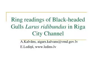 Ring readings of Black-headed Gulls Larus ridibundus in Riga City Channel