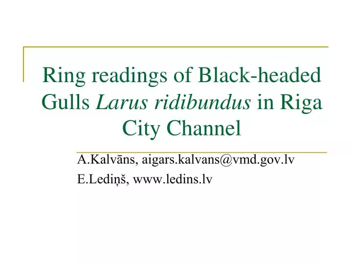 ring readings of black headed gulls larus ridibundus in riga city channel