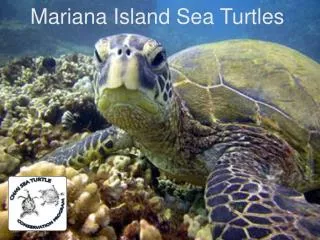 Mariana Island Sea Turtles