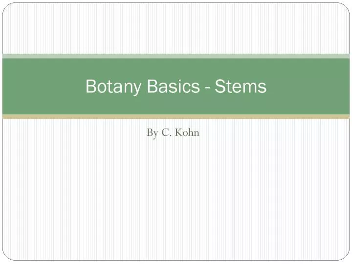 botany basics stems