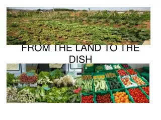 FROM THE LAND TO THE DISH