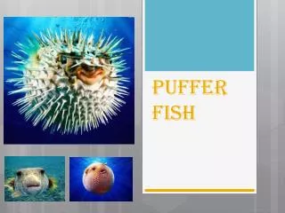 Puffer Fish