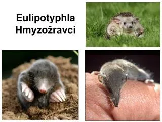 eulipotyphla hmyzo ravci