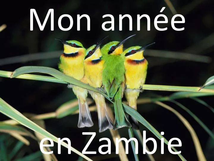 mon ann e en zambie