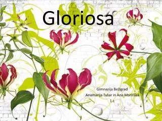 gloriosa