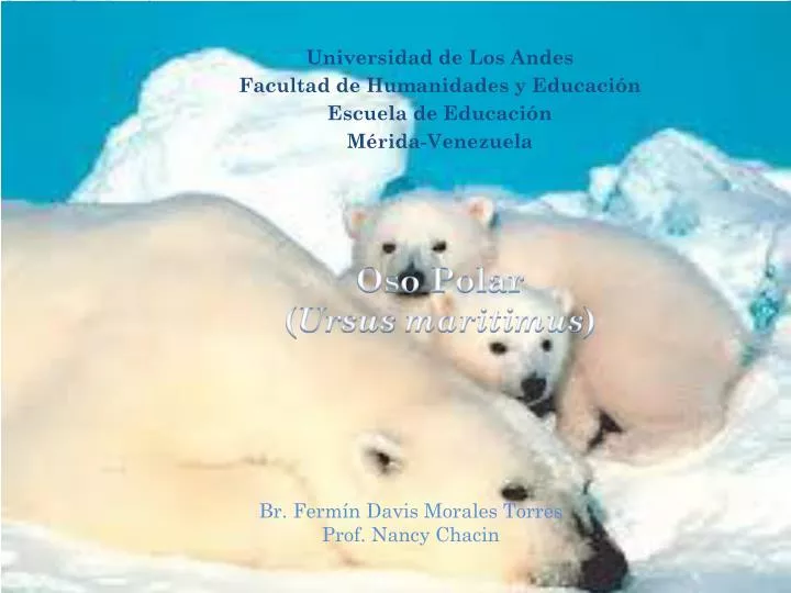 oso polar ursus maritimus