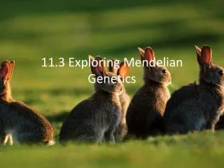 11.3 Exploring Mendelian Genetics