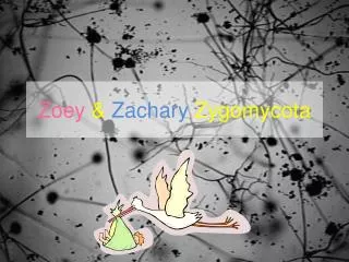 Zoey &amp; Zachary Zygomycota