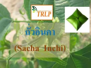 sacha i nchi
