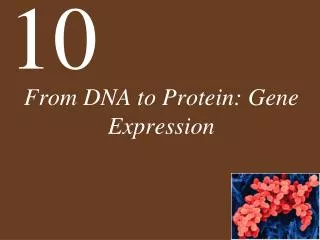 From DNA to Protein: Gene Expression