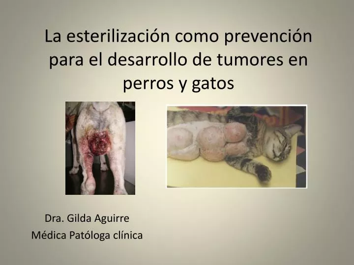 la esterilizaci n como prevenci n para el desarrollo de tumores en perros y gatos