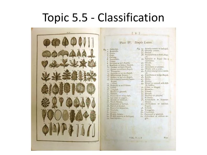 topic 5 5 classification