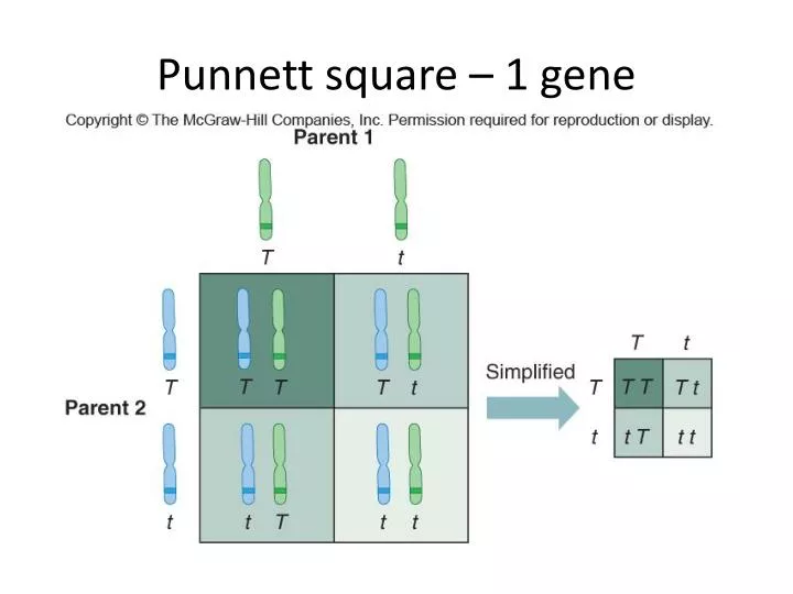 punnett square 1 gene