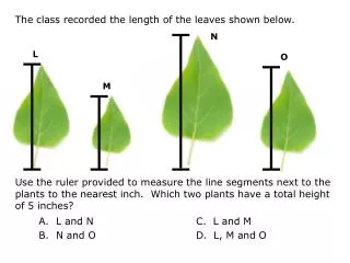 The class recorded the length of the leaves shown below.