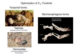 Optimization of F O : Forelimb