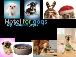 Hotel for dogs