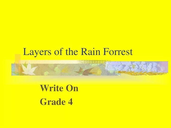 layers of the rain forrest