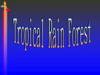 Tropical Rain Forest