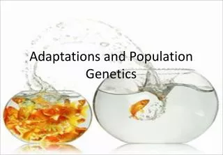 Adaptations and Population Genetics