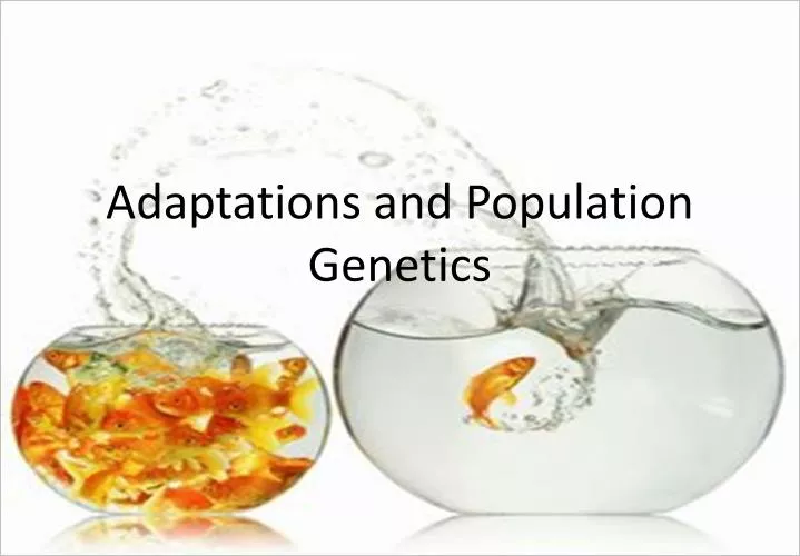 adaptations and population genetics