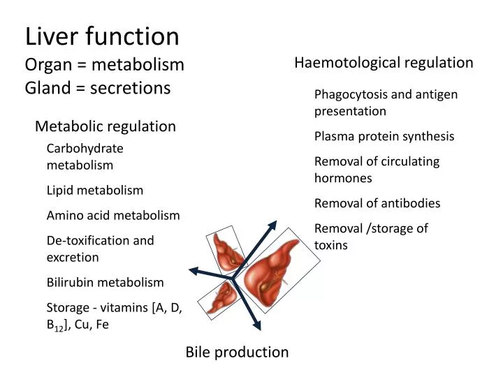 liver function organ metabolism gland secretions