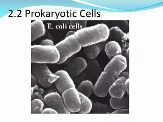 2.2 Prokaryotic Cells