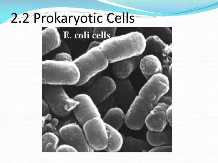 2 2 prokaryotic cells