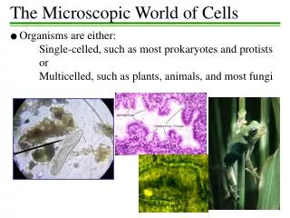 ? Organisms are either: 	Single-celled, such as most prokaryotes and protists 	or