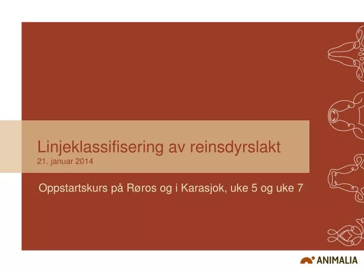 linjeklassifisering av reinsdyrslakt 21 januar 2014
